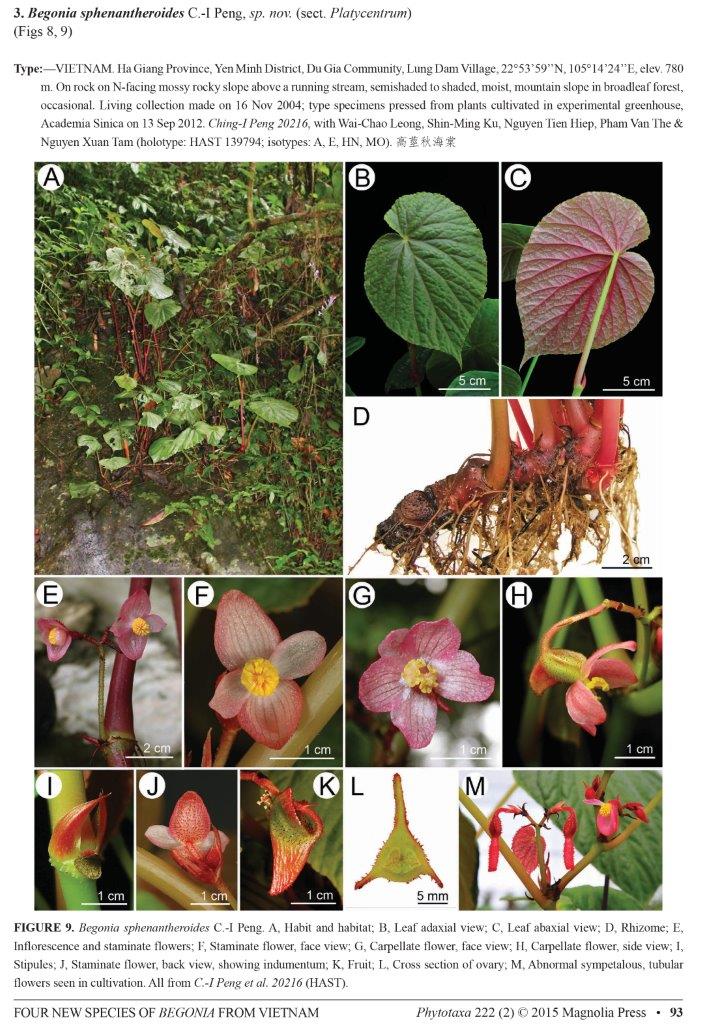B. sphenantheroides